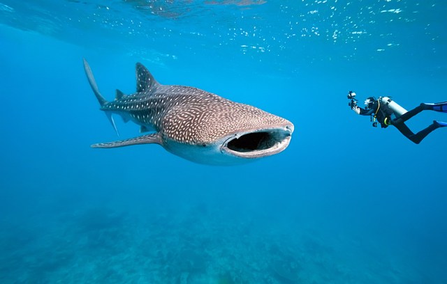 466_main_whale_shark_002